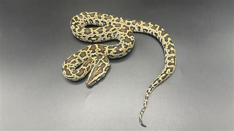 dwarf burmese python for sale